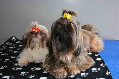 Shih Tzu Puppy Topknot