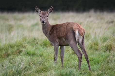 What You Need to Know About So-Called 'Zombie' Deer Disease | SELF