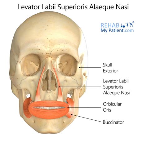 Levator Labii Superioris Alaeque Nasi | Rehab My Patient