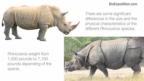 Information about Rhinoceros - YouTube