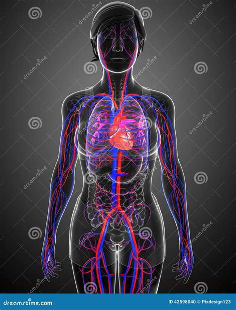 Female circulatory system stock illustration. Illustration of medicine ...