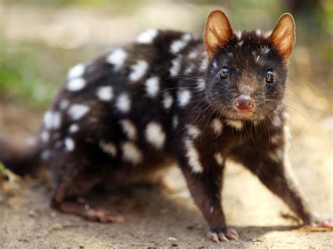 Australia’s top 20 animals facing extinction | The Mercury