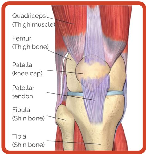 Knee Anatomy - Sweep