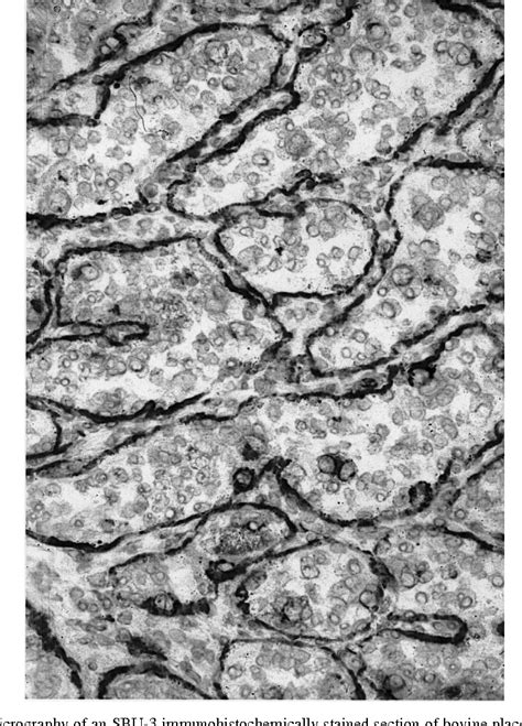 Figure 4 from The bovine placenta before and after birth: placental ...