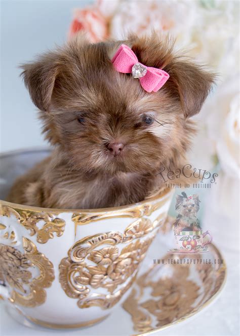 Shih Tzu Puppy 213 For Sale | Teacup Puppies & Boutique