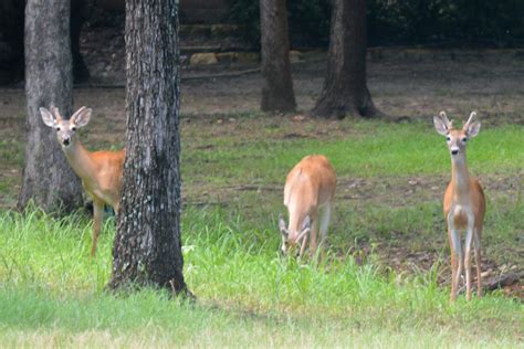 Terrell Daily Photo: Beautiful animals on the golf course last week.