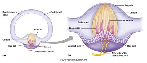 Neuroanatomy & Special Sense - Understand 2nd year medicine | Human anatomy and physiology ...