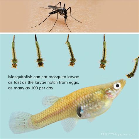 To Mosquitofish, or Not to Mosquitofish? - ABILITY Magazine