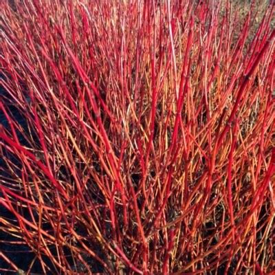 Cornus sericea ‘Kelseyi | Kiefer Nursery: Trees, Shrubs, Perennials