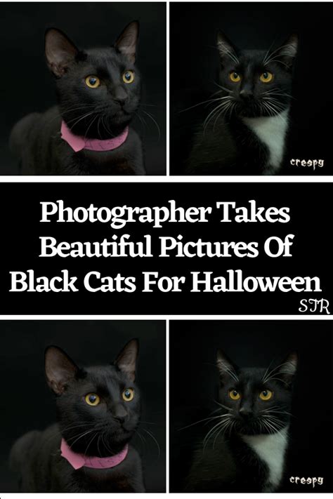 Photographer takes beautiful pictures of black cats for halloween – Artofit