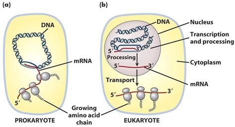 Compare Prokaryotic Cells to Eukaryote Cells - Science News