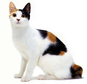 The Japanese Bobtail | A Rare, Active, Family Loving Cat