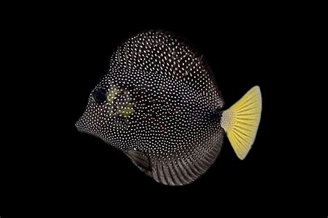 Shop Gem Tang - Reeftopia | Australia's Source For Premium Fish & Coral