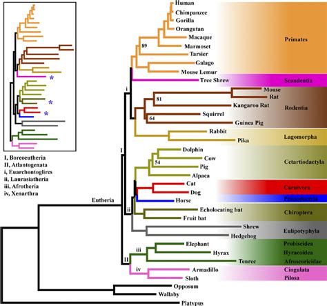 Evolutionary relationships of eutherian mammals. The phylogeny was... | Download Scientific Diagram