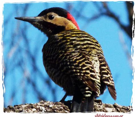 Pájaro Carpintero música para jardineritos letra y sonido