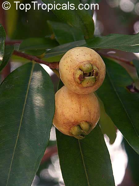 Jambo Fruit Tree | Fruit Trees