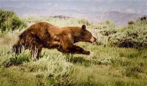 Utah Wildlife Board Approves Increase to Black Bear Permit Numbers ...