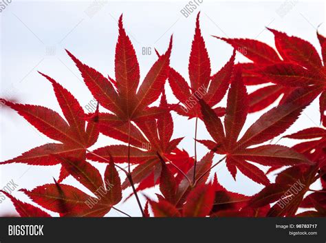 Pink Leaves Japanese Image & Photo (Free Trial) | Bigstock