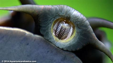 What Do Snails Teeth Look Like - TeethWalls