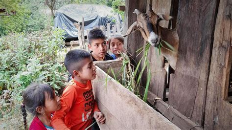 Goats For Prosperity | Guatemala | Our Programs | U.S. Agency for ...