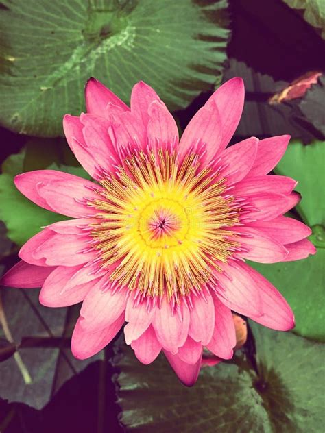 Victoria amazonica stock photo. Image of flower, pink - 64809050