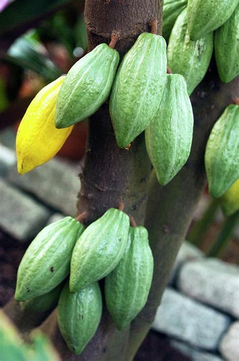 Cocoa Pods Photograph by Maria Mosolova/science Photo Library | Fine ...