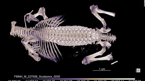 Hero shrews have strong, interlocking spines unlike any other animal, study says - CNN | Alur Nya Bo