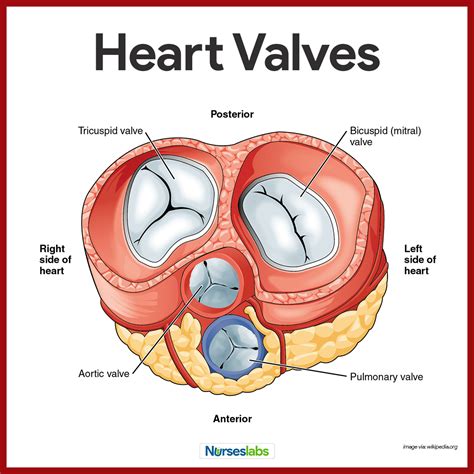 Cardiovascular System Anatomy and Physiology: Study Guide for Nurses https://nurseslabs.com ...