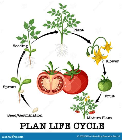 Life Cycle Of A Tomato Plant Worksheet