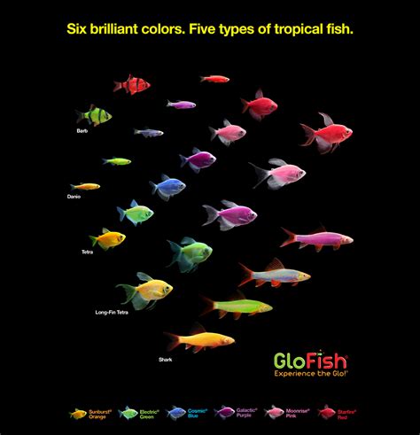 GloFish And GloFish Tetra Starter Packs That Fish Place, 58% OFF