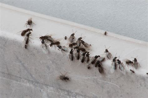 Flying ants are taking over Ireland right now, and here’s why