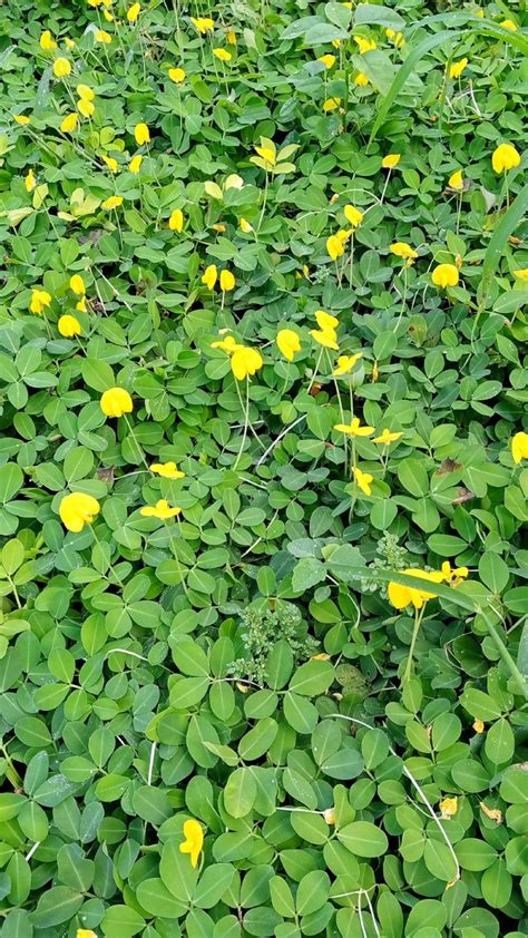 Arachis glabrata - Richard Lyons Nursery, Inc.