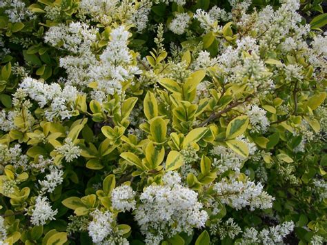 Ligustrum ovalifolium ‘Aureum’ - Greenseasons