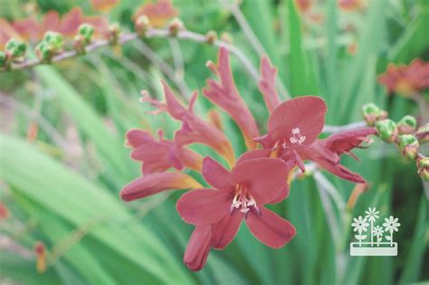 How To Grow Crocosmia Montbretia From Seeds?