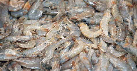 Shrimp Farming Techniques and Best Practices Using EM-1