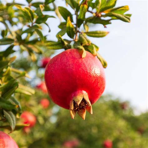 Organic Pomegranates - Frog Hollow Farm