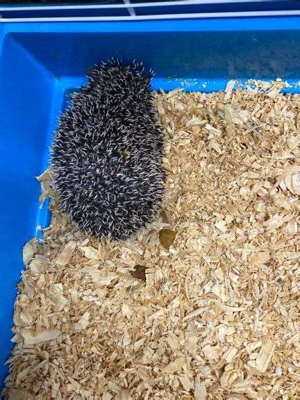 Female Salt & Pepper Hedgehog - Friendly w/ Cage - Rogers Community Auction Inc.