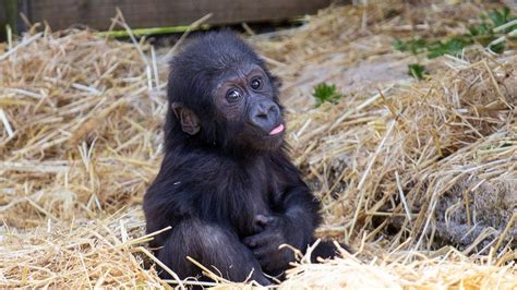 Bristol Zoo's hand-reared baby gorilla finds surrogate mum - BBC News