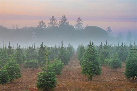 Christmas Tree Farm in Morning Mist Photograph by Matthew Irvin - Fine ...