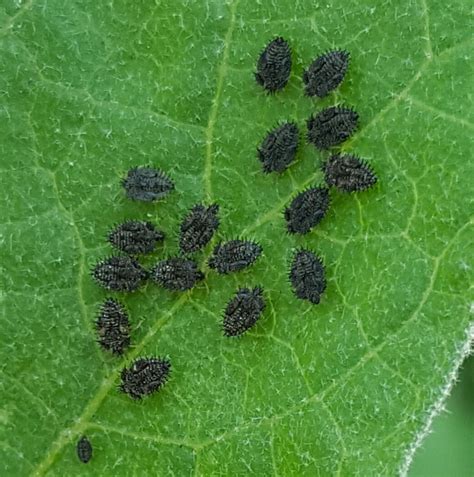 Eggplant | Insect of Egg Plant