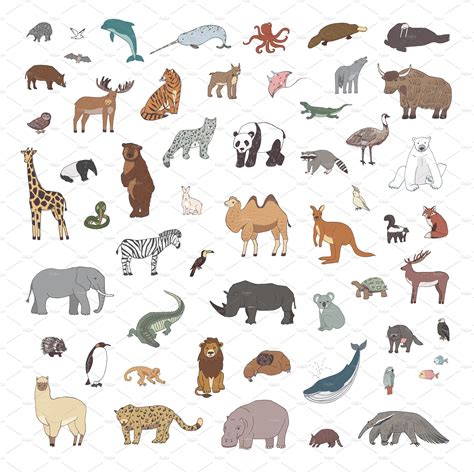 Animals World Map | Animal illustration, Animals, Graphic illustration