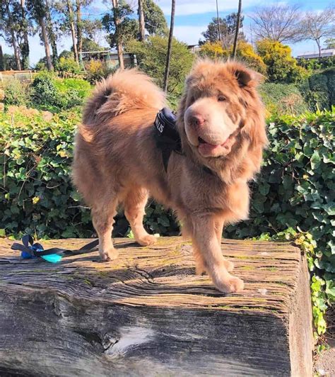 The Bear Coat Shar-Pei: What Makes This Breed Extra-Special?