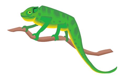 Chameleon PNG Transparent Images | PNG All