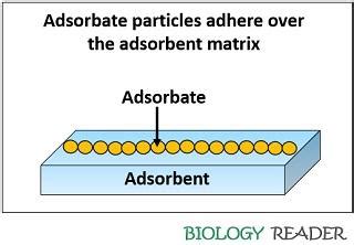 Difference Between Absorbent and Adsorbent (with Comparison Chart) - Biology Reader