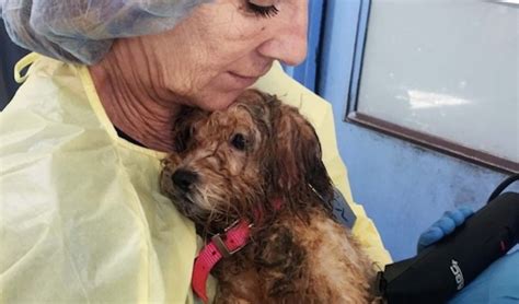 45 Havanese Dogs Rescued From Deplorable Conditions