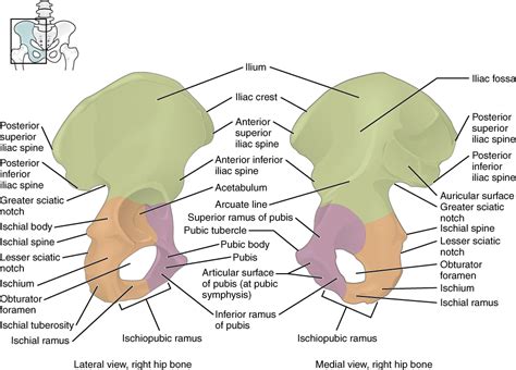 The Pelvic Girdle and Pelvis – Anatomical Basis of Injury