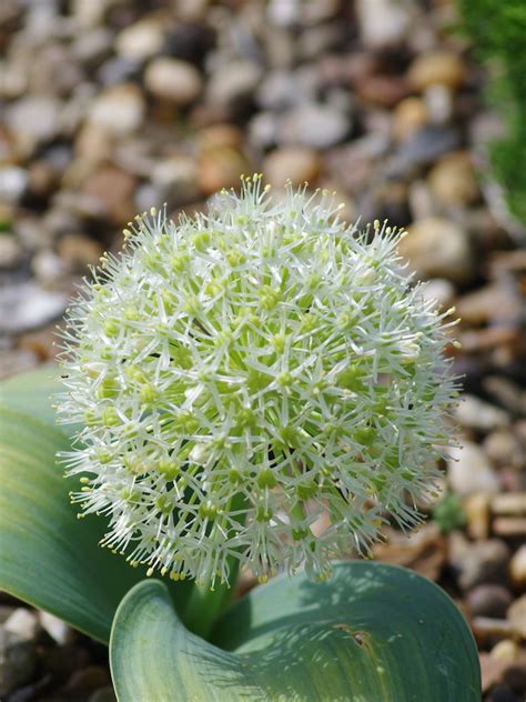 Allium karataviense 'ivory queen' - The Beth Chatto Gardens