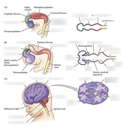 Early Stages of Human Brain Development Diagram | Quizlet