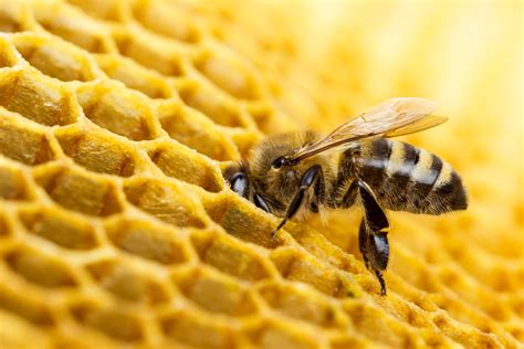 Bee on a Honeycomb - campestre.al.gov.br