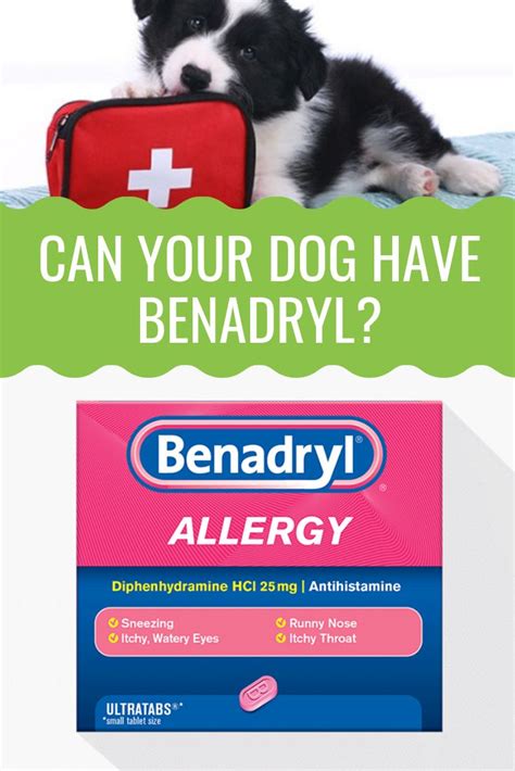 How Much Benadryl Can I Give My Dog? - Barking Royalty | Dog allergies ...